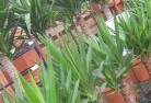Ballandeanplant-nursery-10.jpg; ?>