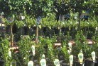 Ballandeanplant-nursery-14.jpg; ?>