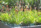Ballandeanplant-nursery-17.jpg; ?>