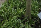 Ballandeanplant-nursery-23.jpg; ?>
