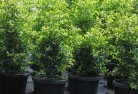 Ballandeanplant-nursery-24.jpg; ?>