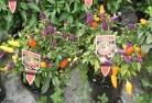 Ballandeanplant-nursery-27.jpg; ?>